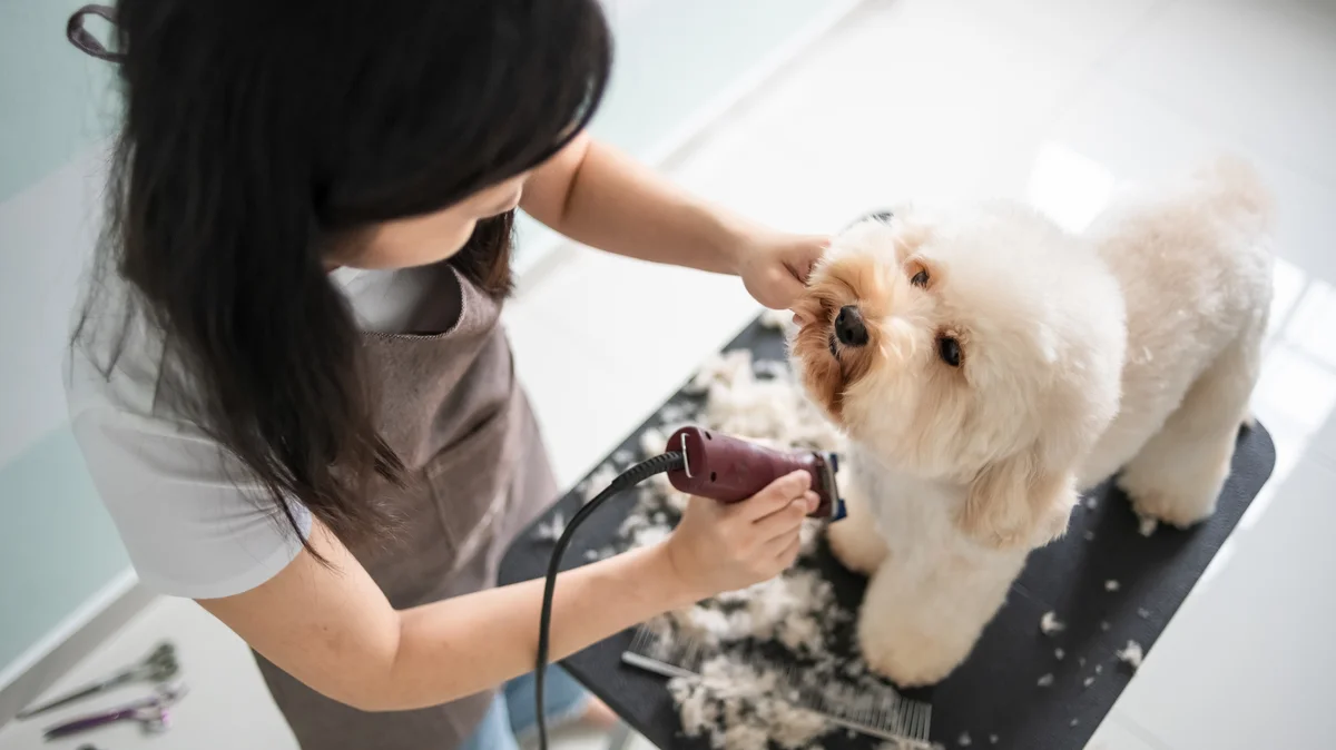 woman grooming a dog