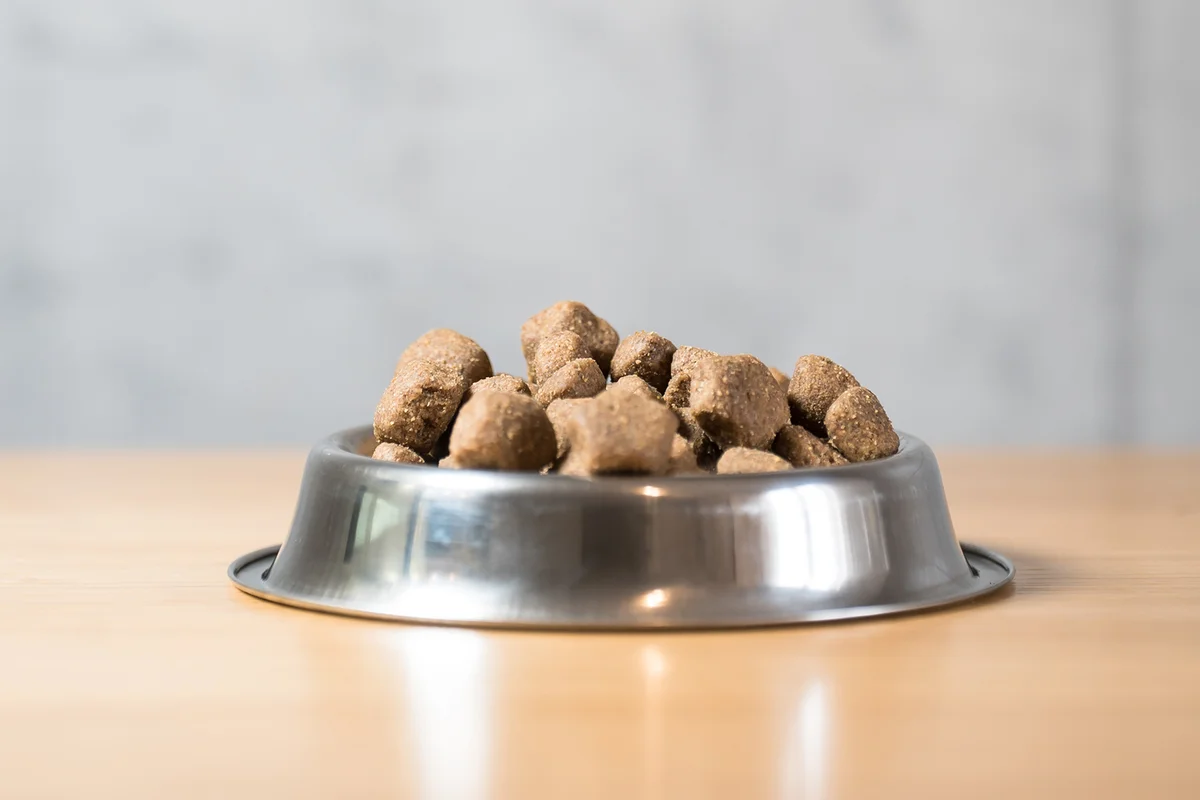 Dog food in bowl