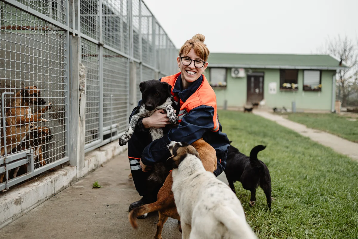 Walk dogs at a local shelter