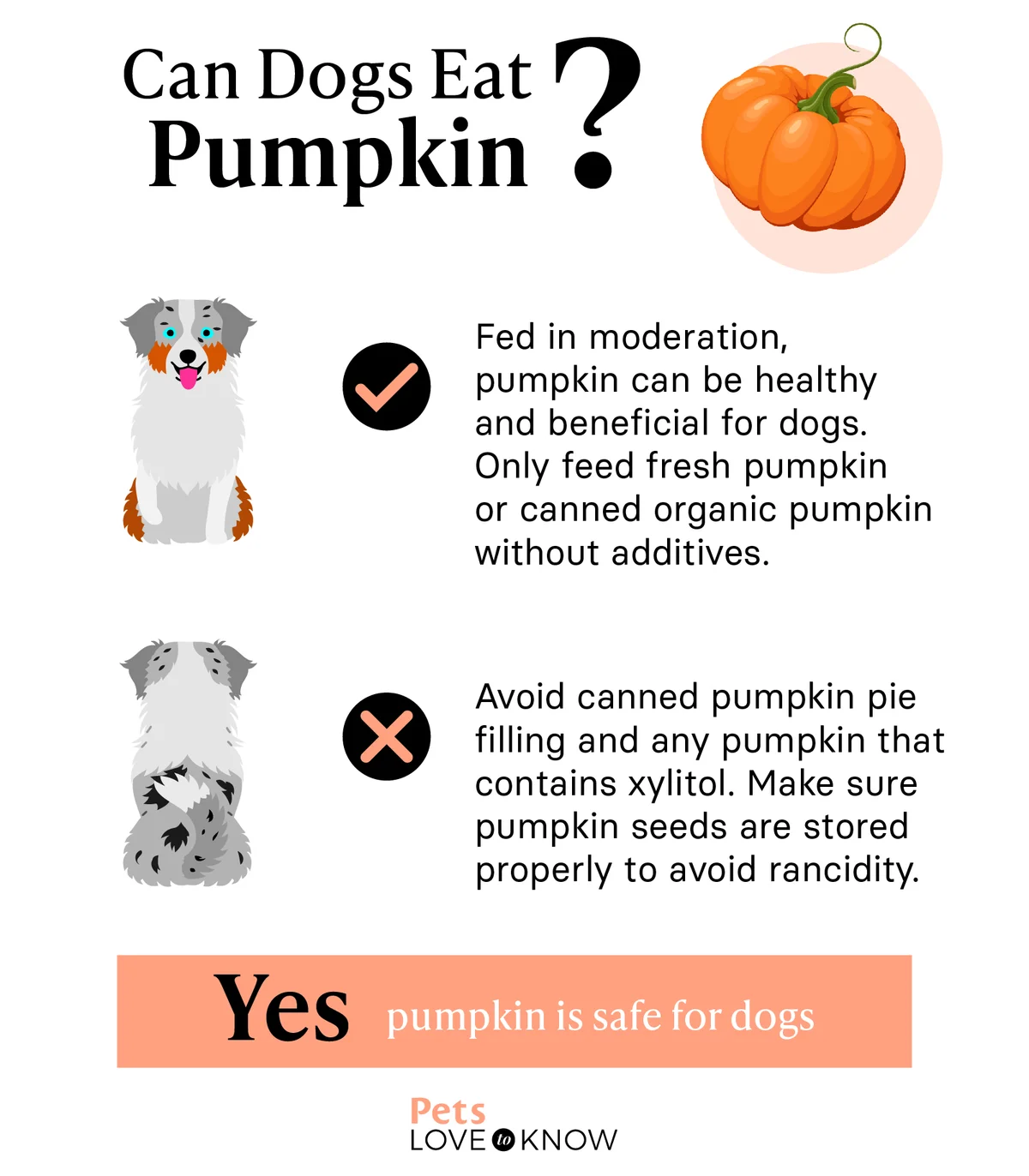 Can dogs eat pumpkin infographic