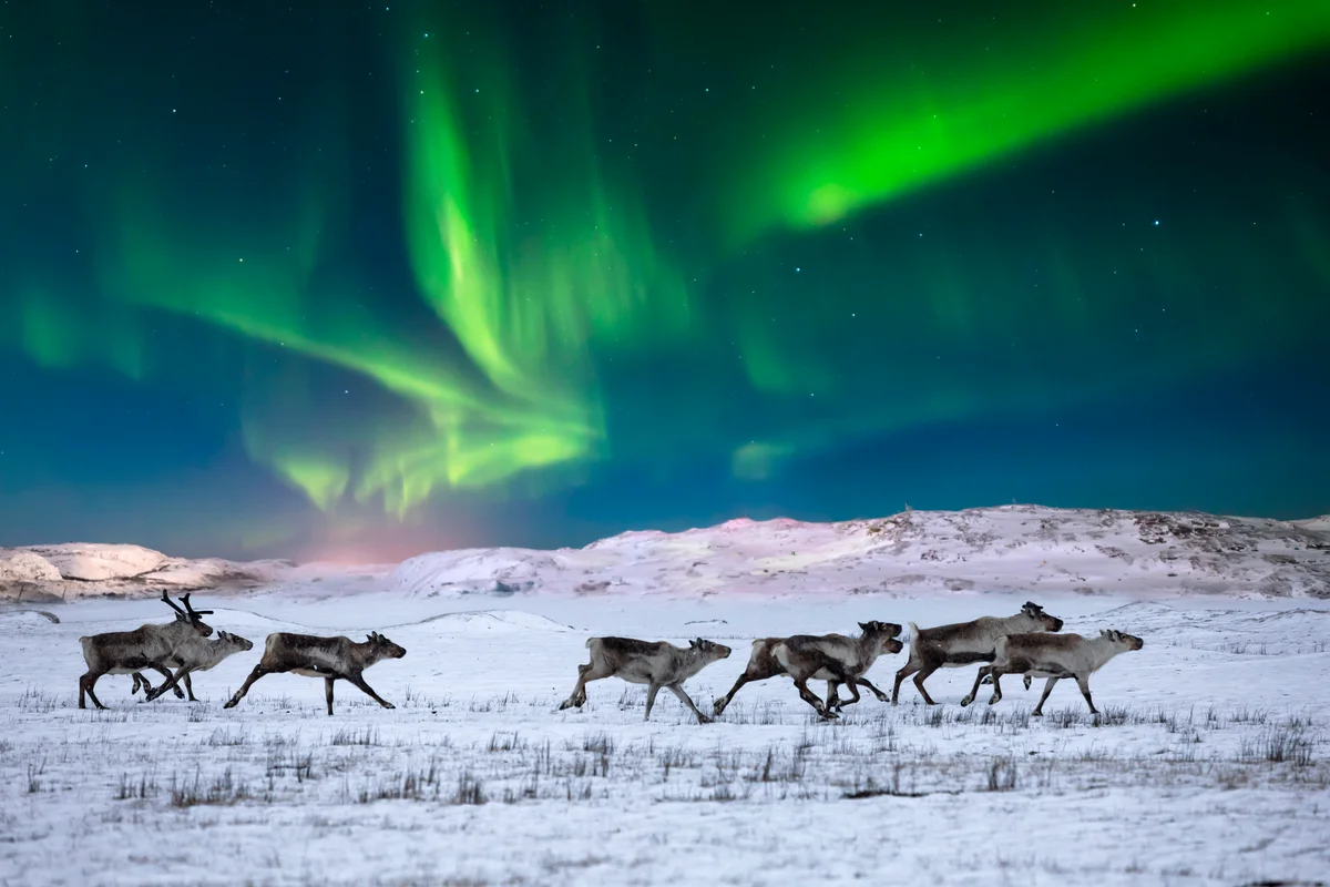 Wild reindeer on the tundra on the background of the Northern Lights