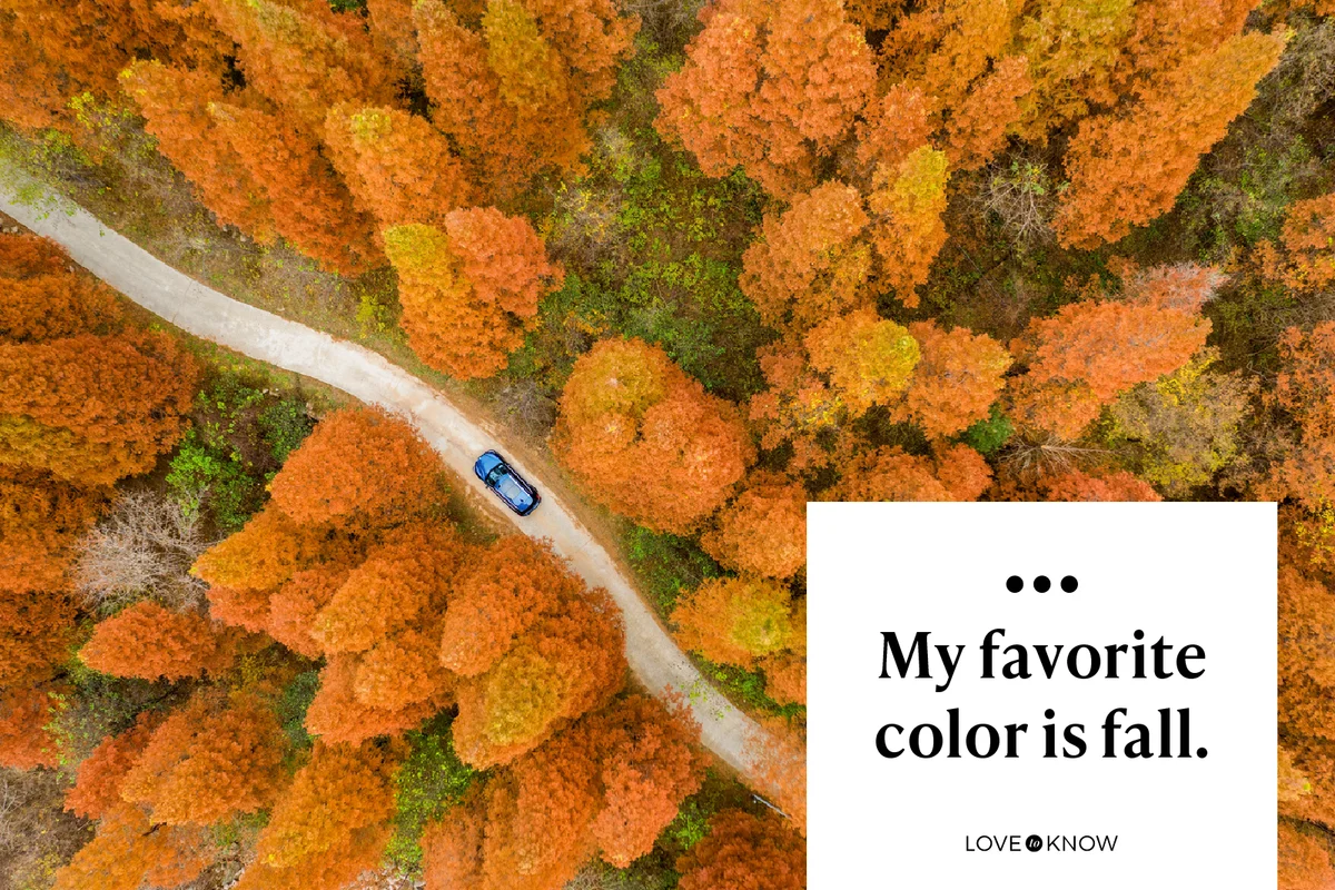Drone Point View of A Car is Driving on the Asphalt Road Amidst Metasequoia Trees in Autumn