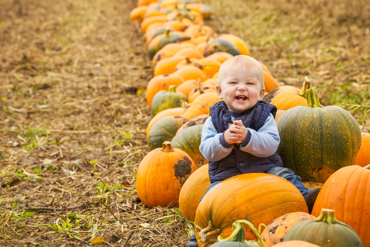 Small boy sitting among rows of bright yellow, green and orange pumpkins