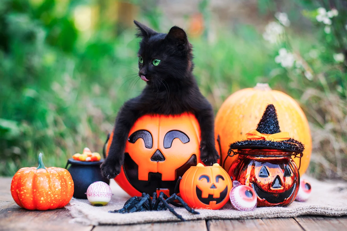 Halloween pumpkin and black cat