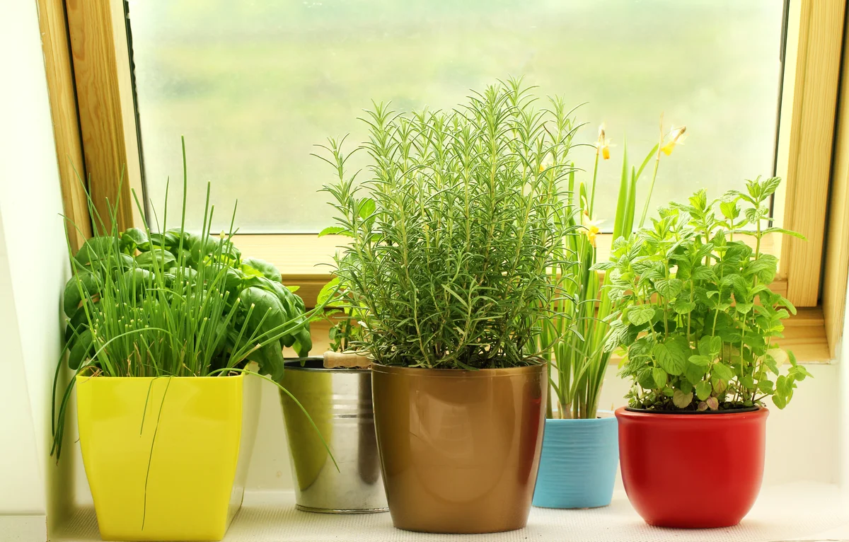 windowsill herb pots