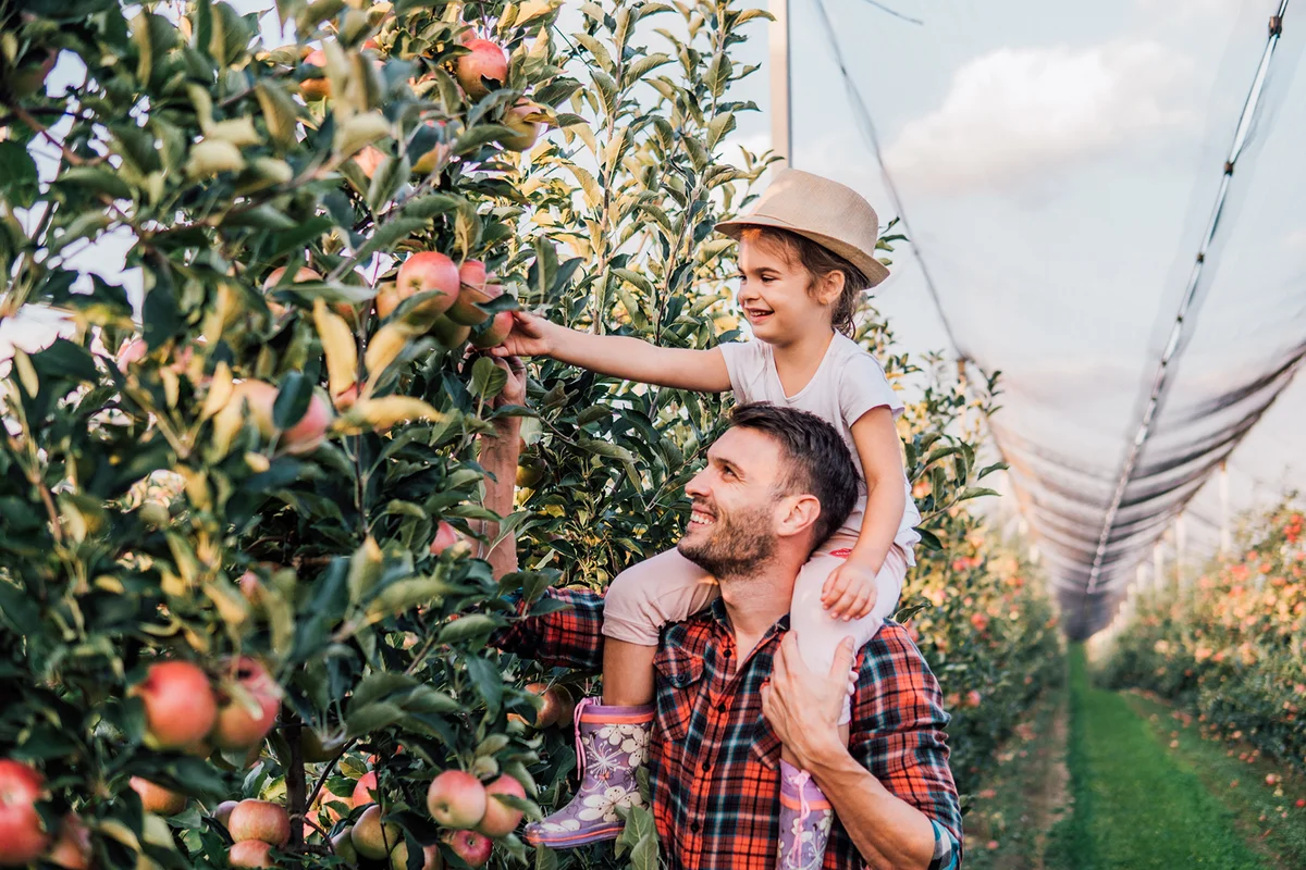 Girl sitting on man's back picking up apples