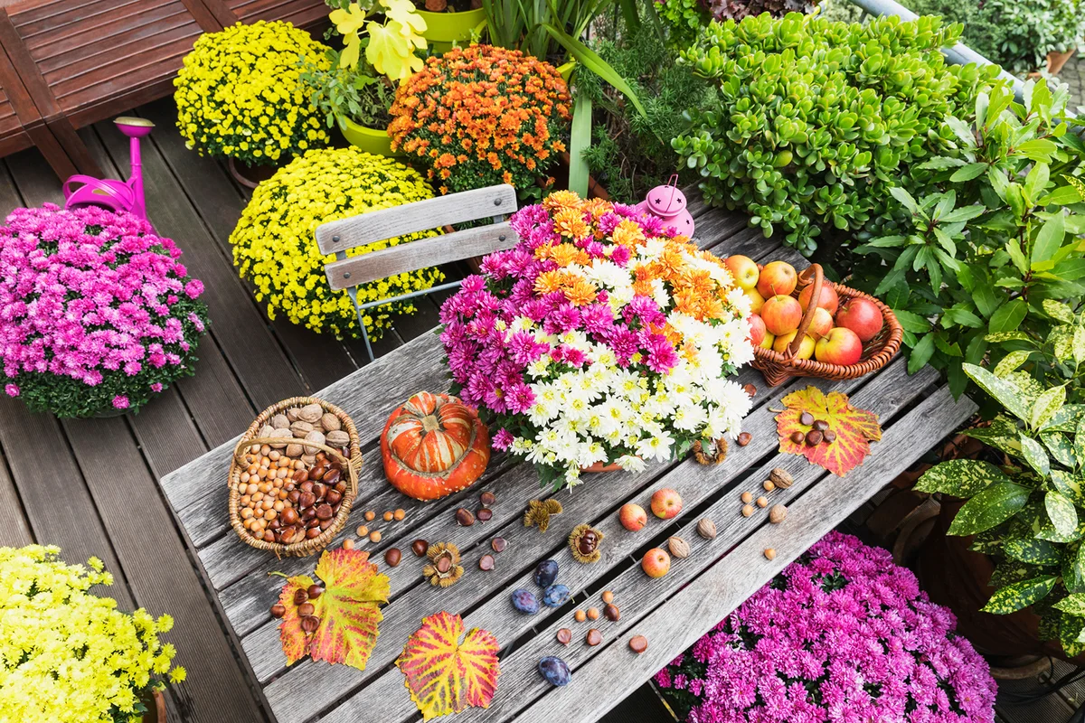 Balcony table with autumn harvest including bouquet of blooming chrysanthemums