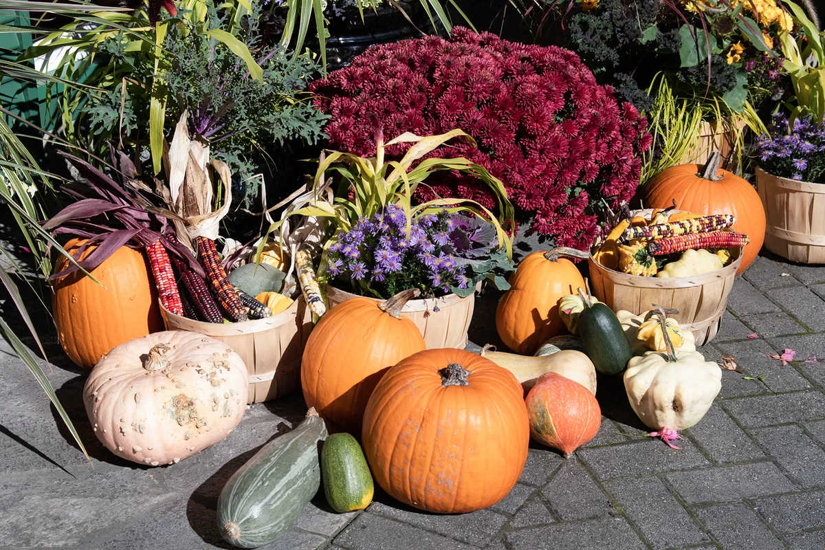 Autumn pumpkin, squash and corn cob decorations