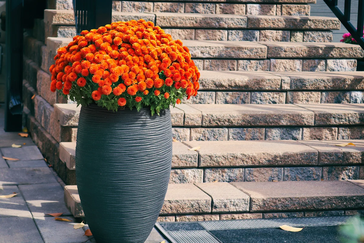 Brilliant reddish-orange mini-chrysanthemums at a big pot
