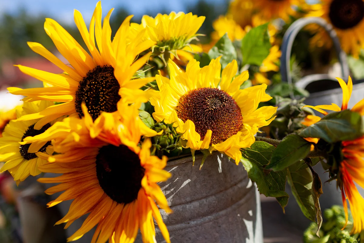 Bunch of sunflowers in tin bucket