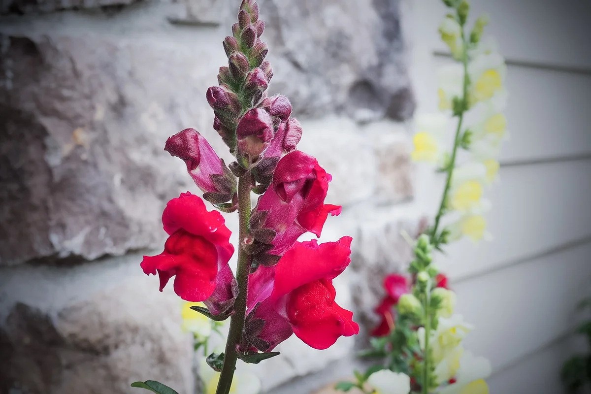 red snapdragon flowers