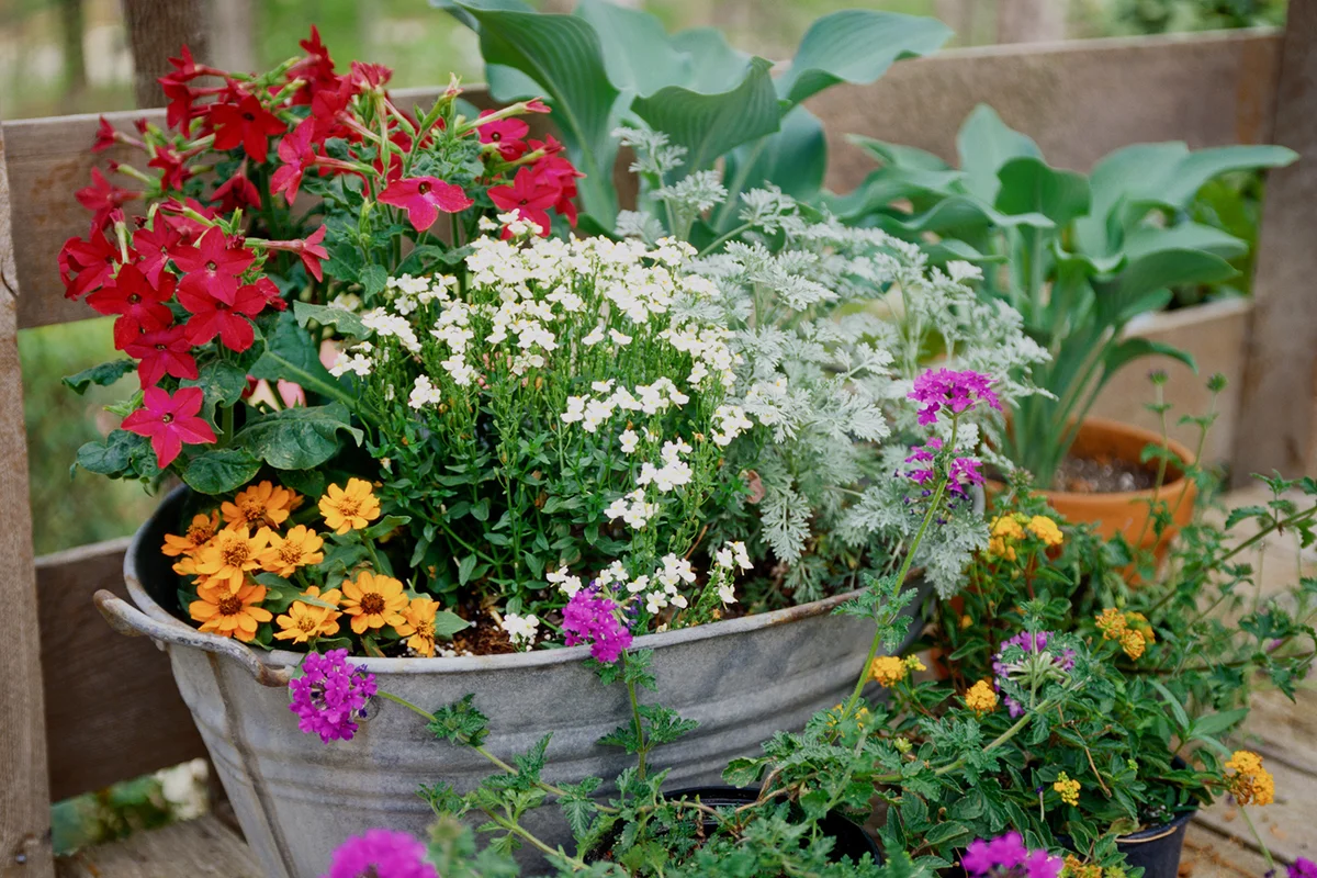 Flowers Blooming in a Galvanized Washtub