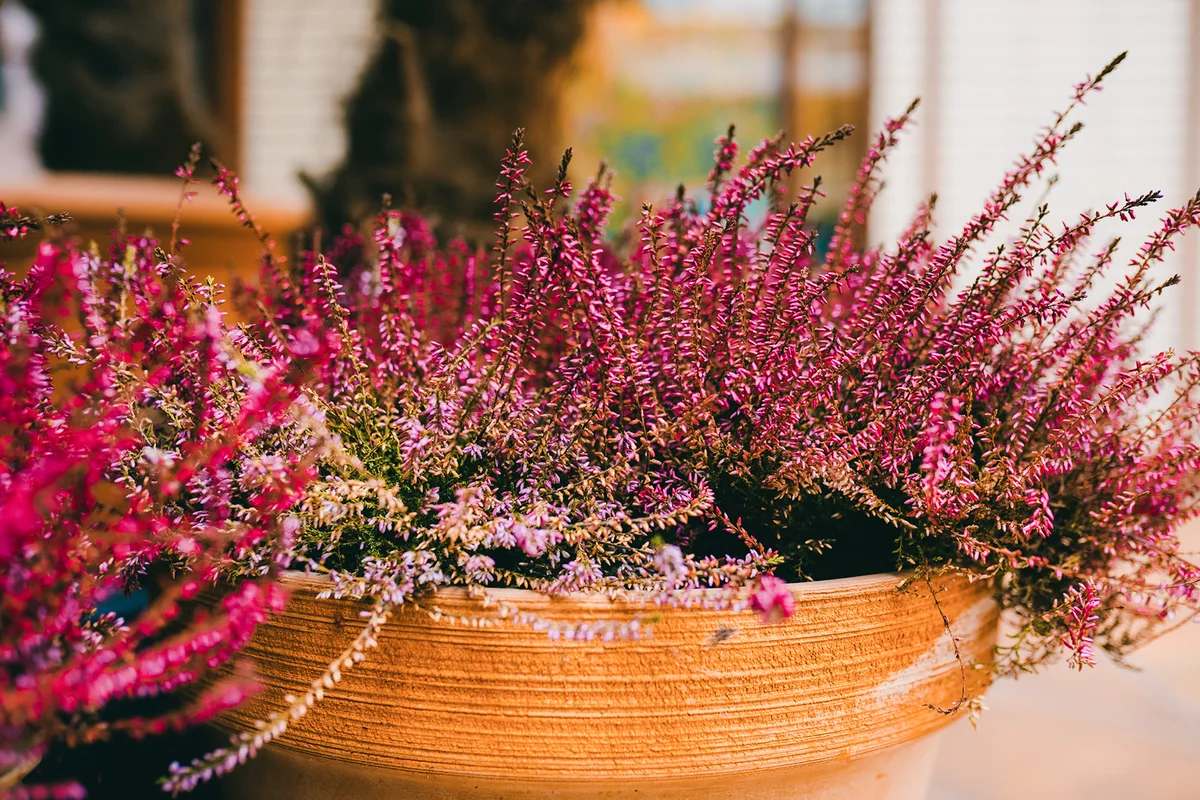Blooming heather plant in a pot