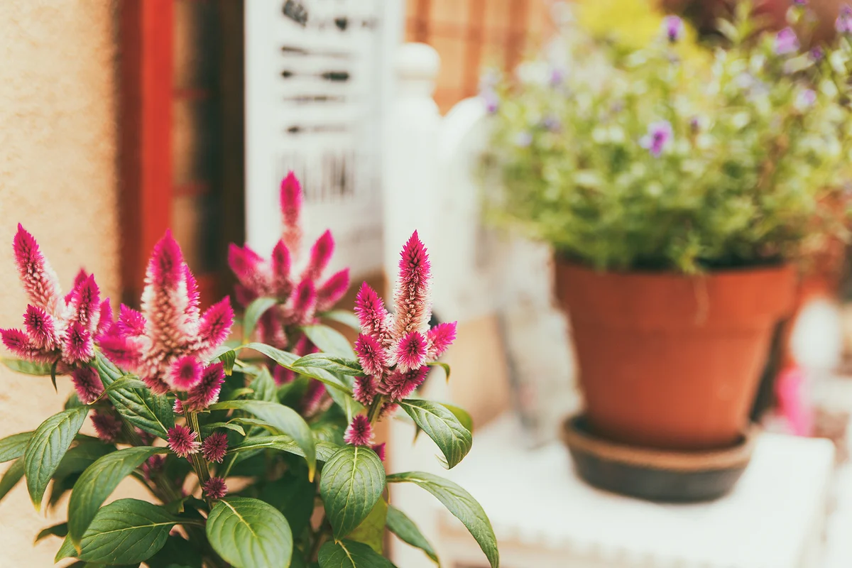 Celosia plant on urban terrace