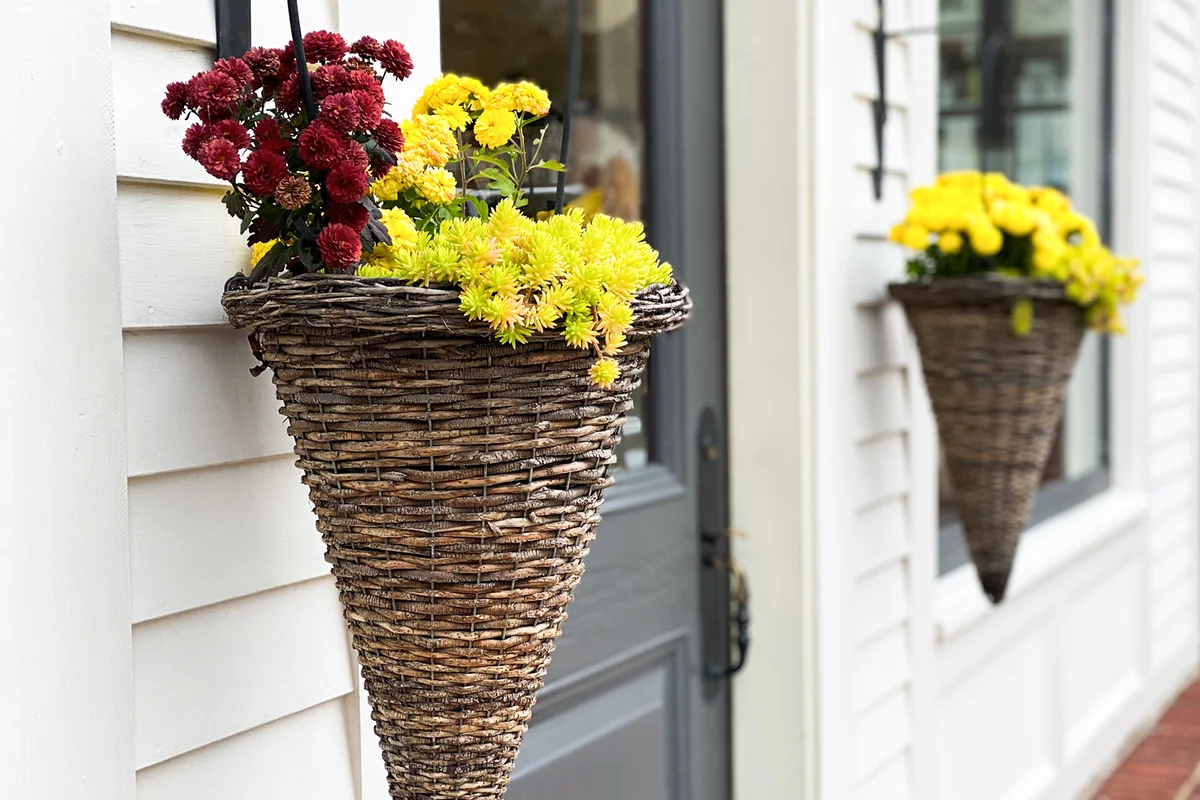 Garden mums in wicker cone outdoor planters
