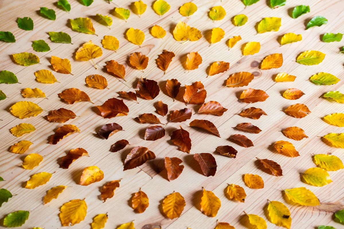Autumn leaves on the floor