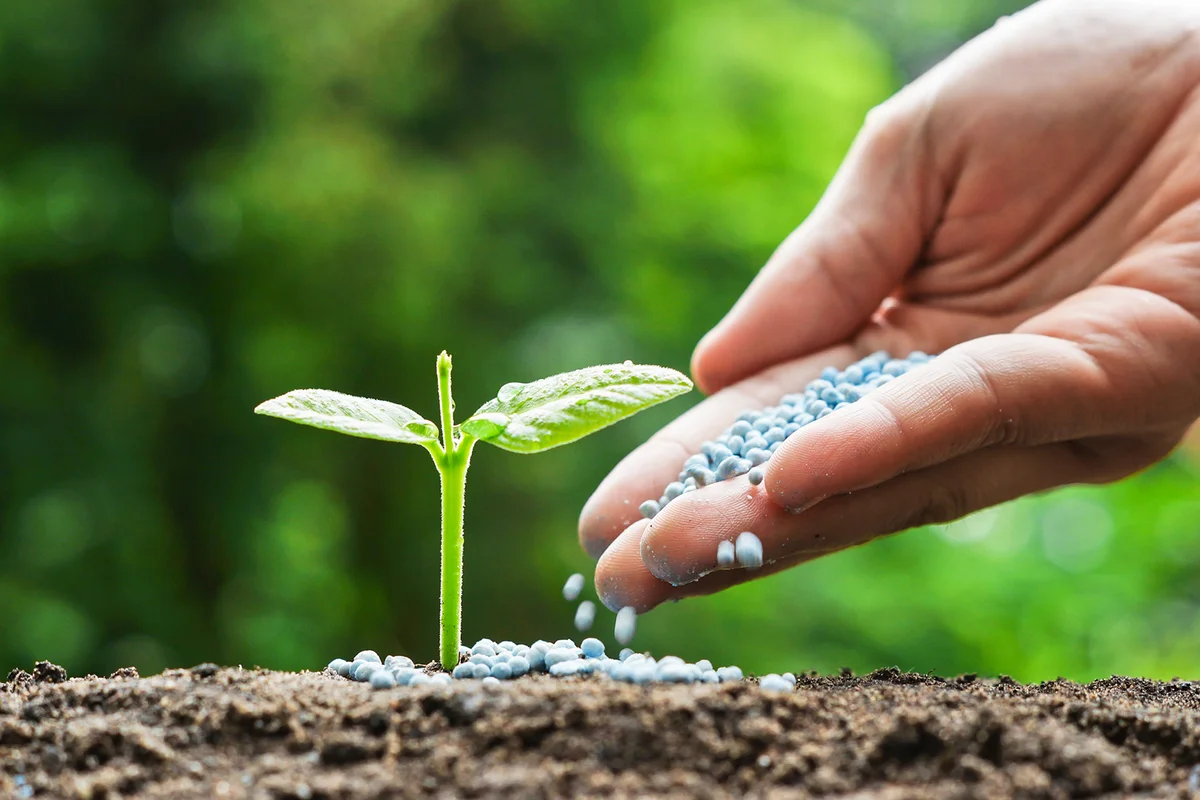hand of a farmer giving fertilizer