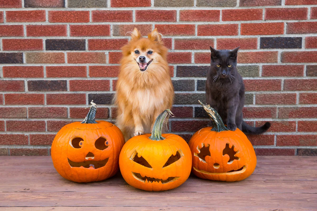 a dog and cat with jack-o'-lanterns