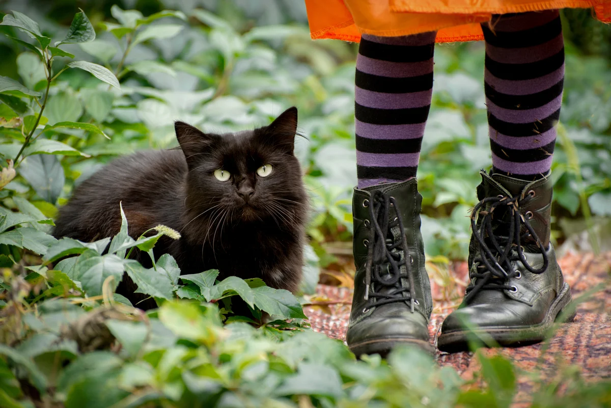 black cat