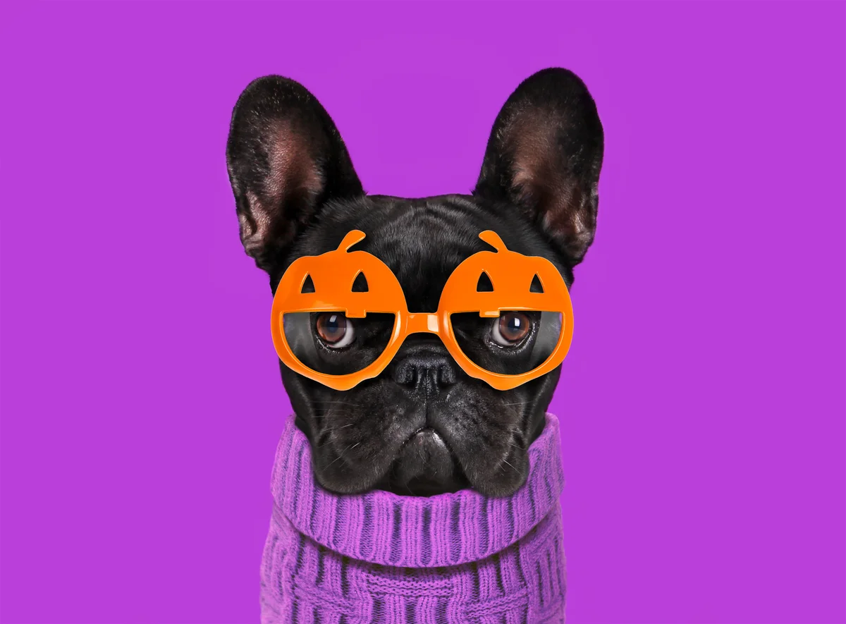 Frenchie in Halloween glasses