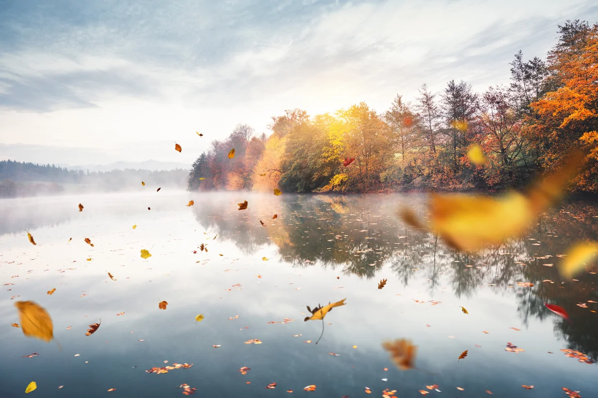 Flying Autumn Leaves
