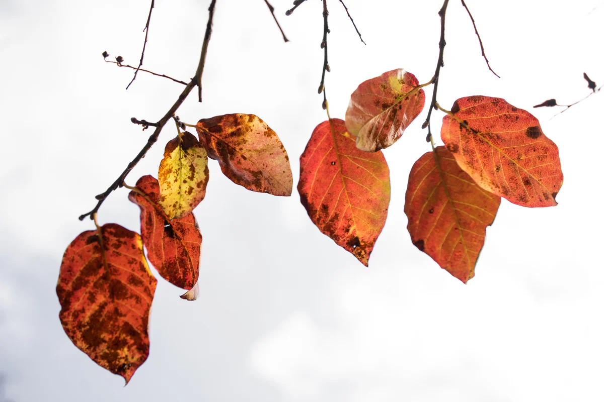 Shot of colourful leafs taken during autumn season in Kyoto Japan.