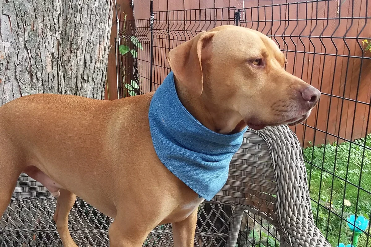 Denim Dog Bandana Reversible