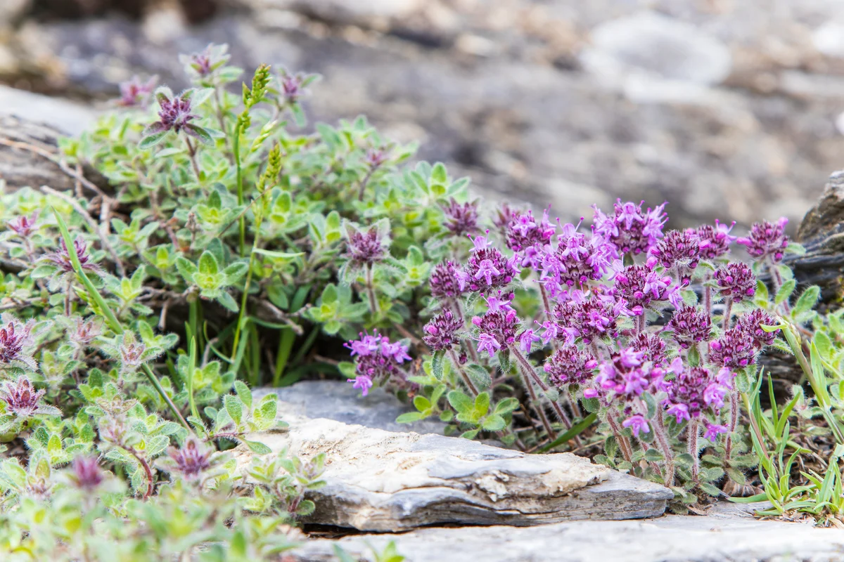 creeping thyme