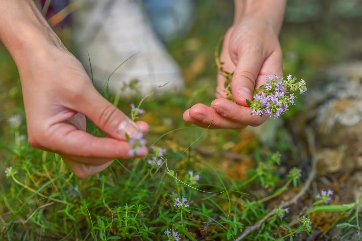 Closeup image of young woman hand picking thymus