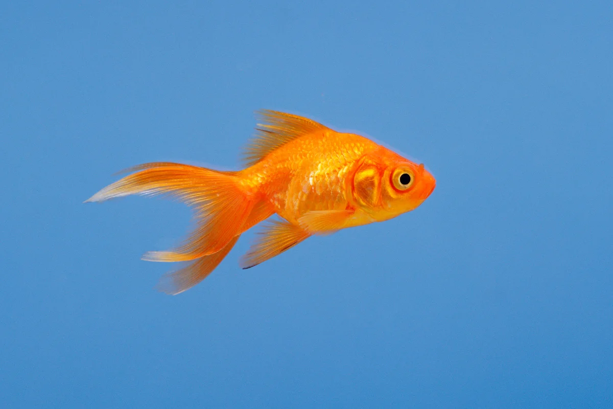 Goldfish