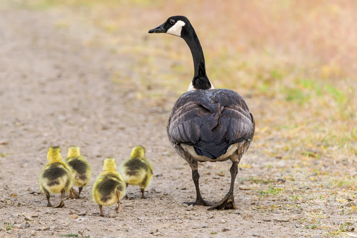 Wild Canadian Geese Walking on Gravel Trail