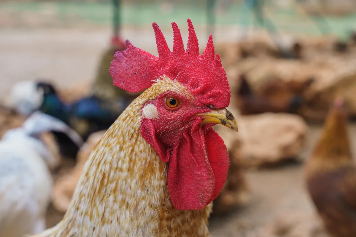 Rooster