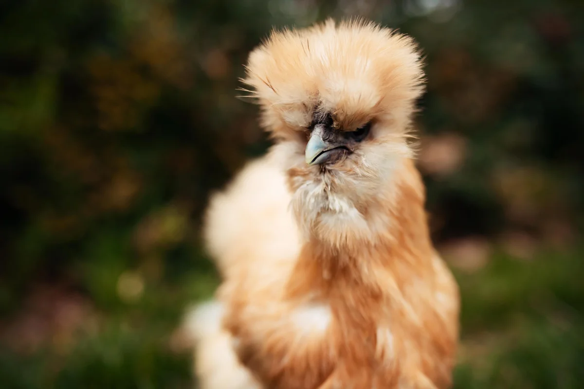Tan silkie chicken