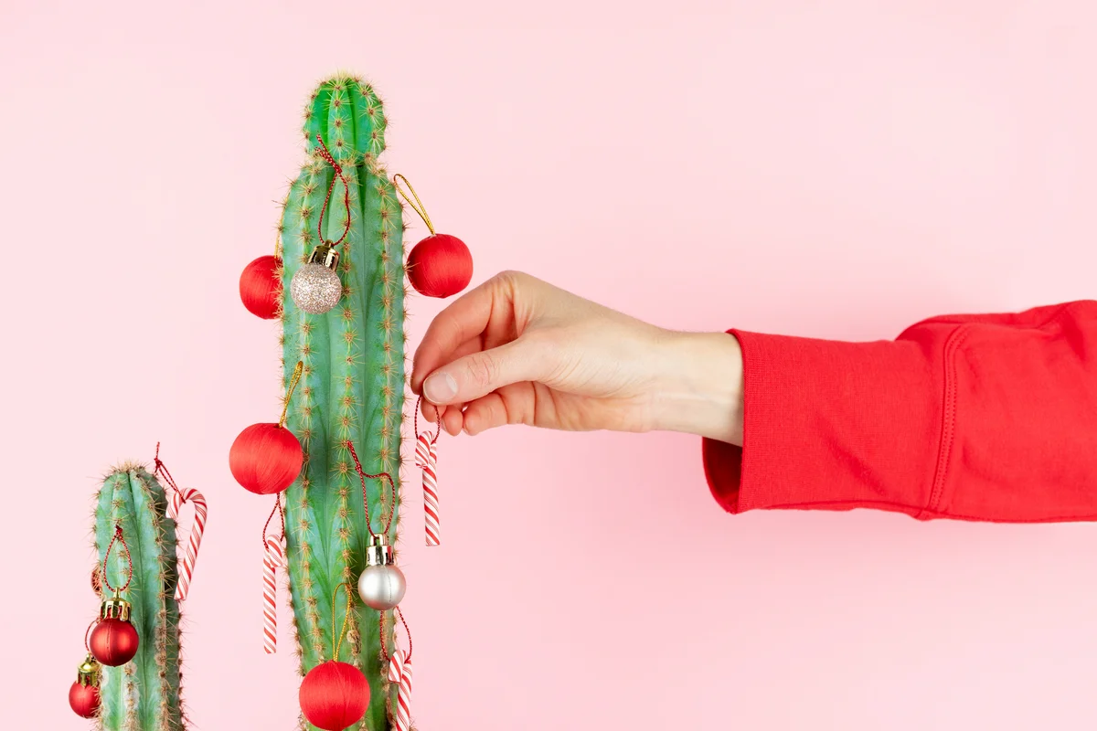 Cactus with hand of woman placing Christmas balls decoration