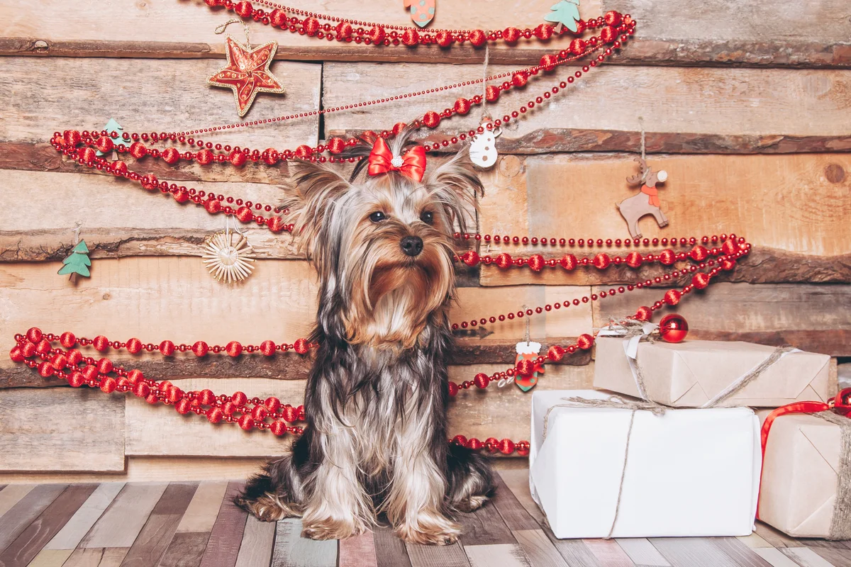 Yorkshire terrier and hand-made Christmas tree