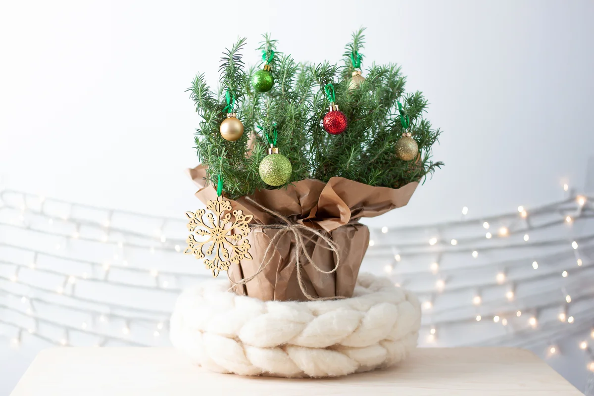 Christmas natural decoration with rosemary