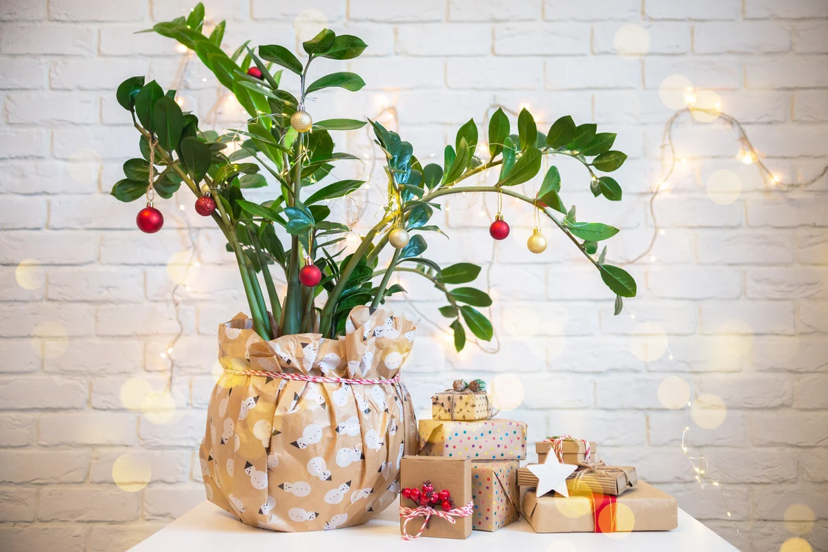 Houseplant with Christmas decorations