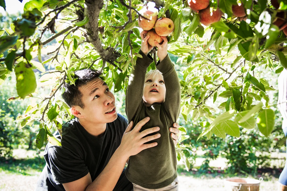 Dad and boy in apple orchard