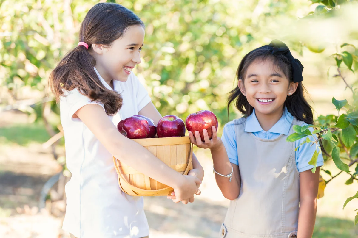 Schoolgirls picking apples in orchard during field trip