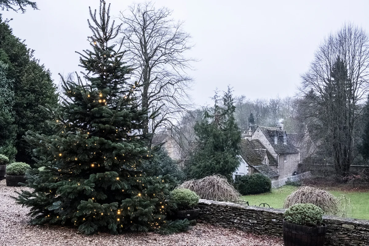 A winter garden, a tall pine tree with lights in the branches, Christmas decorations