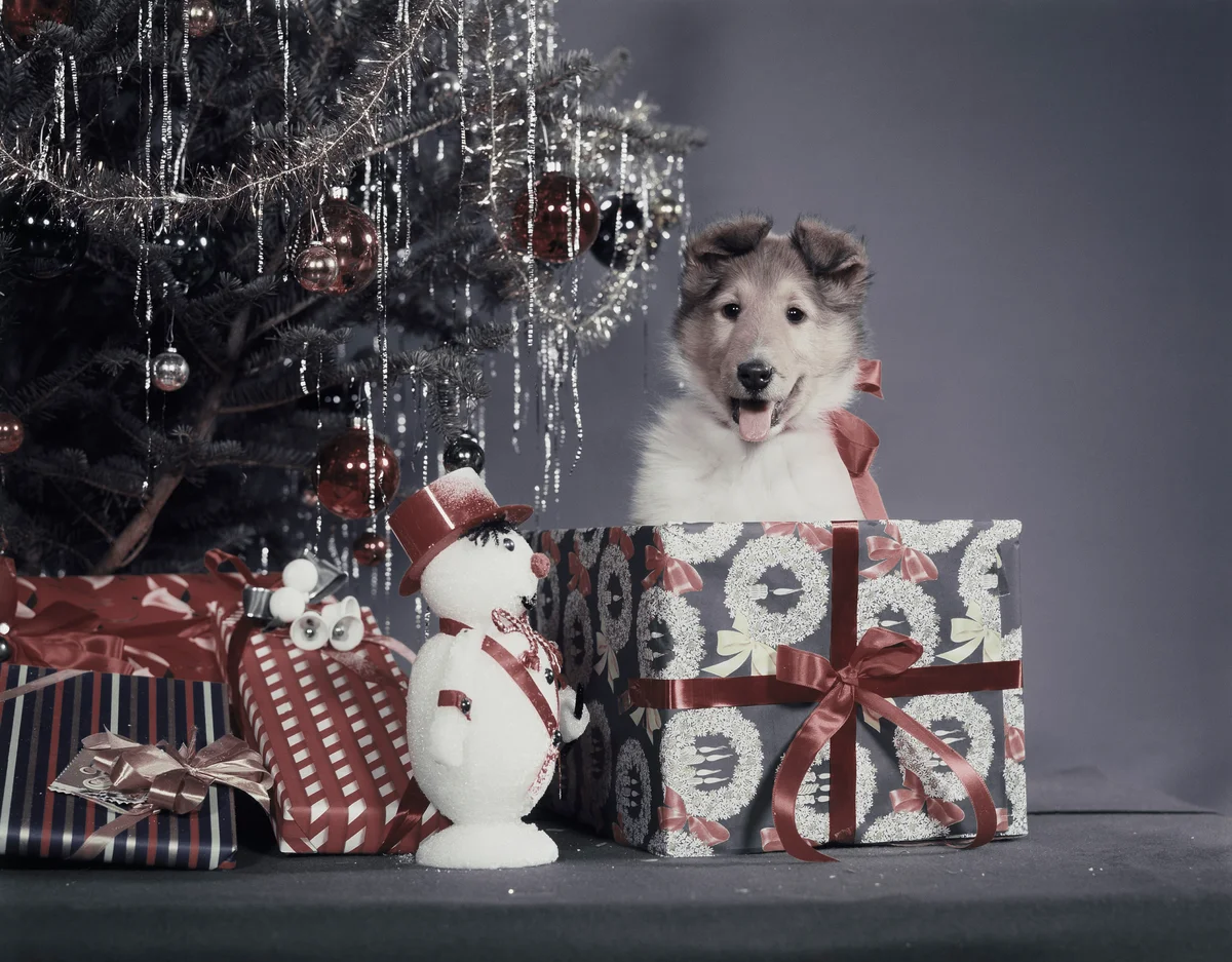 Collie puppy with christmas gifts | Getty Editorial