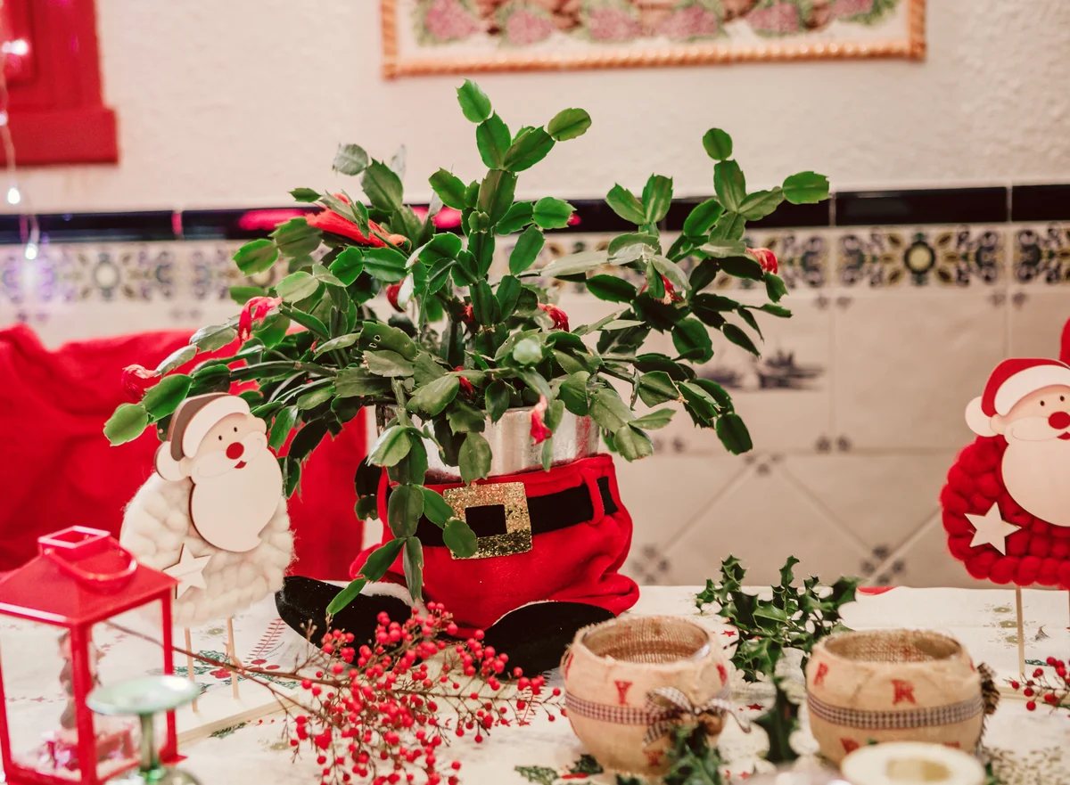 Christmas Cactus in a christmas table setting