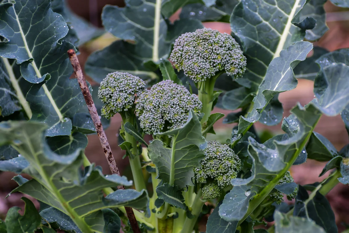 broccoli in garden
