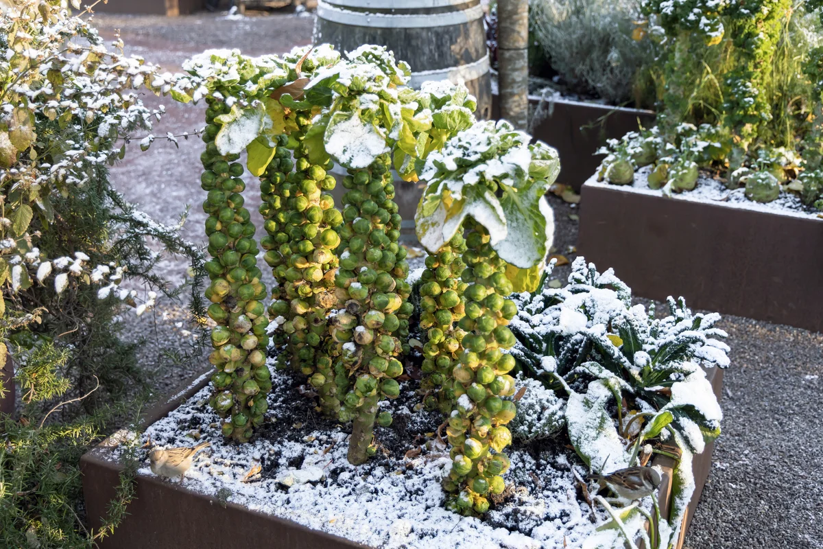 Brussels sprouts