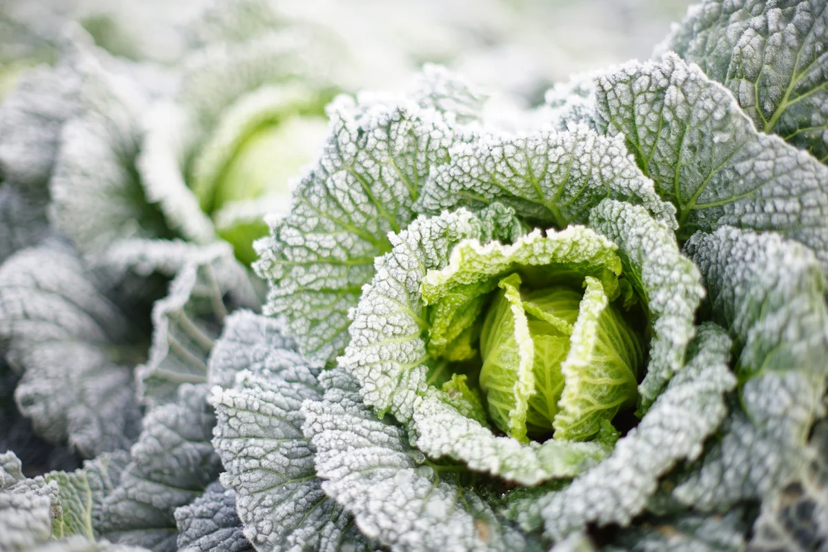 frosty cabbage in garden