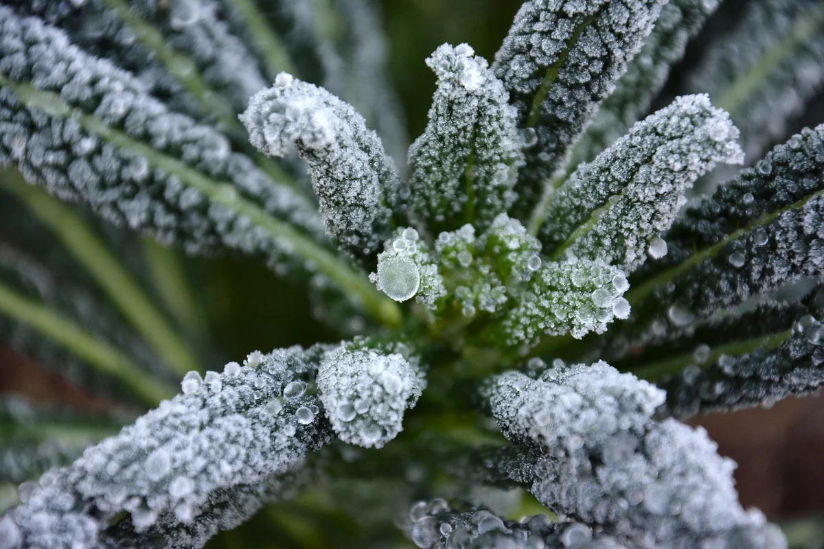 kale in garden frost