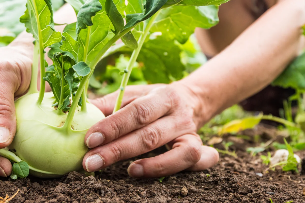 kohlrabi in garden