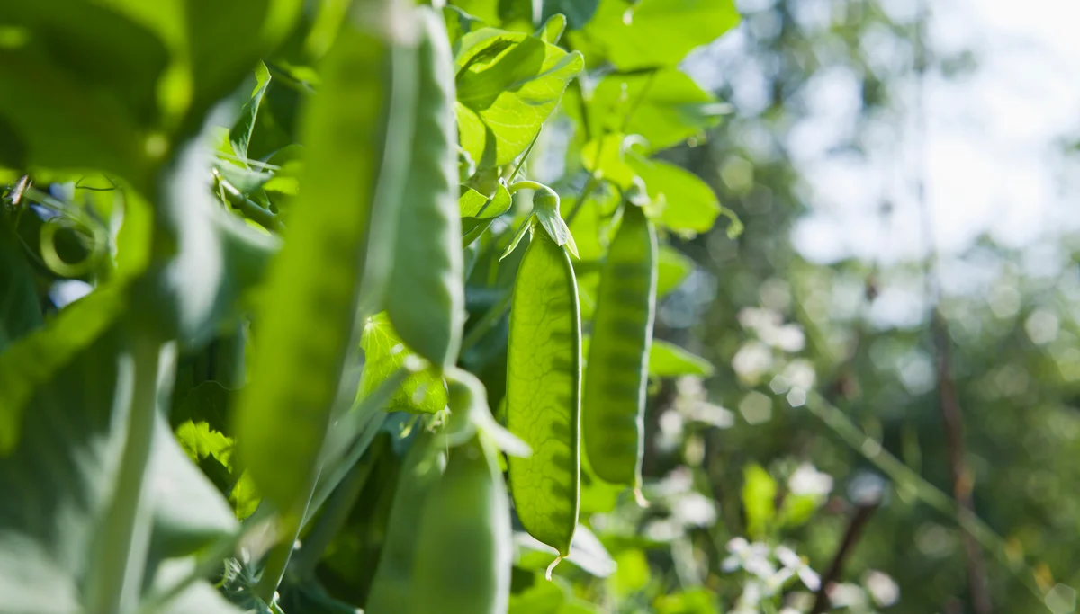 peas on the vine