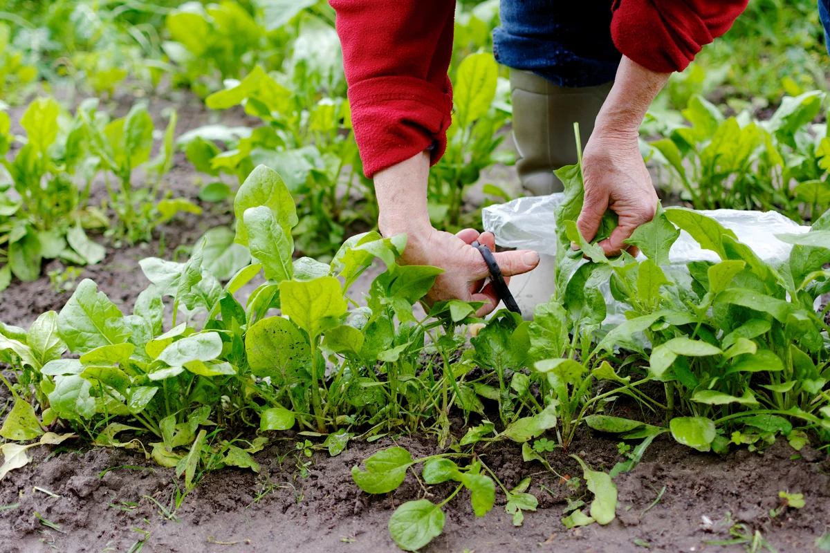 harvesting spinach