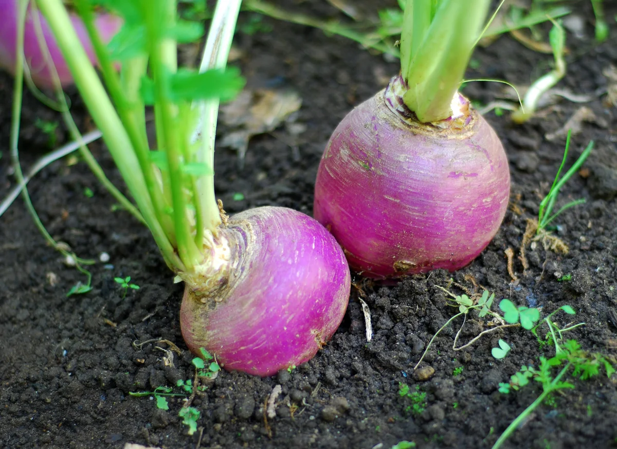 turnips in the garden